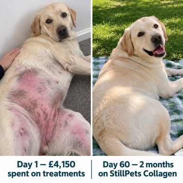 dog Collagen liquid drops