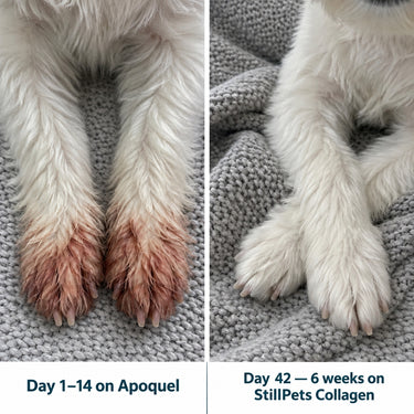 dog Collagen liquid drops