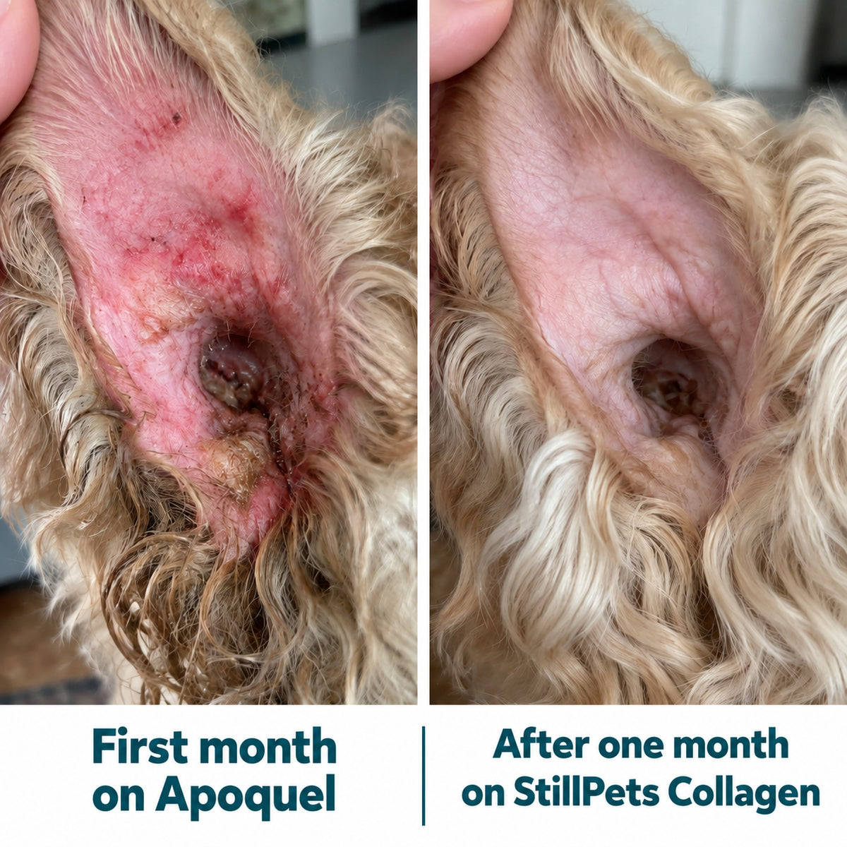 dog Collagen liquid drops