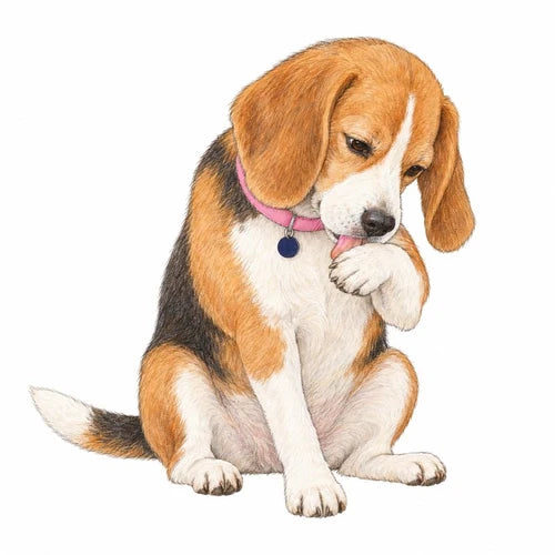 Paw licking and chewing